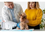 Veterinário Home Care em Novo Horizonte