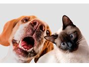Veterinário para Cães e Gatos em Novo Horizonte