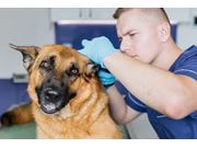 Veterinário para Cães em Novo Horizonte