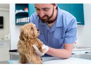 Veterinário para Filhotes em Novo Horizonte