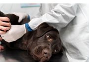 Veterinário à Domicílio em Novo Horizonte