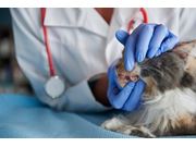 Veterinário para Gatos na região de Santa Rita do Sapucaí