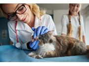 Curativo Para Gatos em Casa no Centro de Santa Rita do Sapucaí