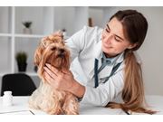 Vacinação em Cães em Domicílio no Loteamento Vianna